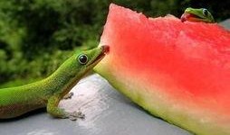 悠闲吃瓜人,悠闲吃瓜的哲学之旅