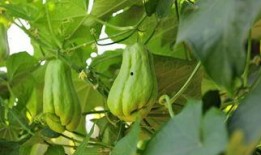 佛手瓜怀孕可以吃吗,安全与营养两不误