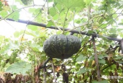 逢尊吃瓜模式,揭秘娱乐圈幕后真相的趣味之旅