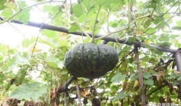 逢尊吃瓜模式,揭秘娱乐圈幕后真相的趣味之旅