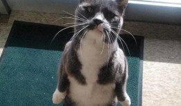 猫咪吃瓜粤语在线观看,萌宠欢乐时光在线放送