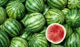 带头吃瓜西瓜视频,西瓜视频带你领略“吃瓜”新风尚