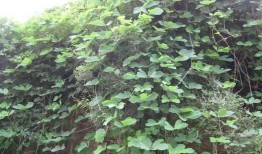 葛藤瓜可以吃吗