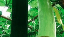 瓜熟了有吃的,共享丰收喜悦