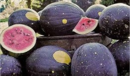 孕期梦见吃黑皮瓜,黑皮瓜的神秘寓意