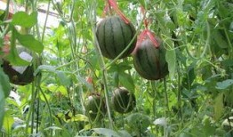 瓜山有什么吃的,探寻隐藏在瓜山间的美味佳肴