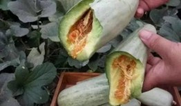 红瓜可以吃嘛孕妇,孕妇可安全食用的红瓜营养指南