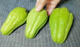 佛手瓜怀孕可以吃吗,安全与营养两不误