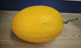 桂林吃瓜,一场别开生面的“吃瓜”盛宴