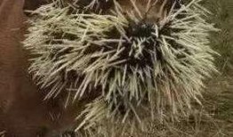 梦到鸟吃瓜,鸟儿啄瓜的奇幻之旅