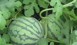 孕妇可以吃小白瓜吗,小白瓜的营养益处与食用建议