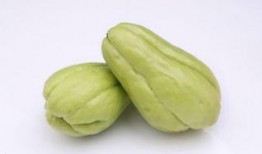 家禽吃佛手瓜,佛手瓜的养殖与利用