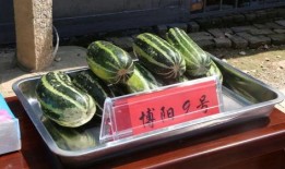 洲洲吃瓜,揭秘娱乐圈幕后故事