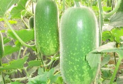 瓜哥吃瓜奇葩商品图片,盘点那些令人瞠目结舌的奇葩商品