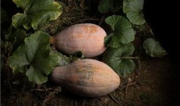 怀孕可以吃赖瓜吗,赖瓜——孕妇的天然营养佳品