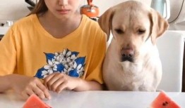 818吃瓜网西瓜视频,揭秘娱乐圈幕后故事