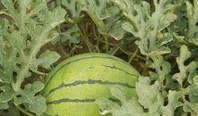 滦南县吃瓜,探寻滦南县的特色美食之旅