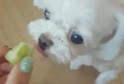 小狗可以吃洋瓜,洋瓜的甜蜜诱惑