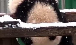 吃瓜小熊王,吃瓜小熊王的趣味食光之旅