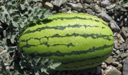 河北不该吃的瓜,河北人不宜食用的“禁忌瓜果”