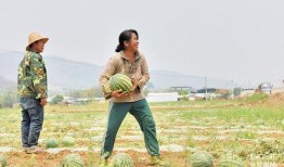 保山吃瓜人,品味瓜果人生，探寻地方风情