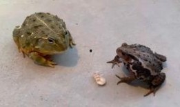 蜜蜂吃瓜吗,揭秘蜜蜂是否吃瓜的秘密