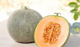 三伏天可以吃白瓜吗,白瓜的清凉养生之道