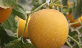 晚上可以吃蜜瓜吗,健康小确幸的甜蜜选择