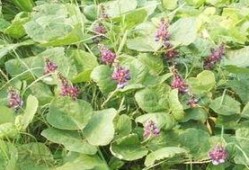 葛藤瓜可以吃吗