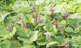 葛藤瓜可以吃吗