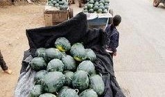 龙岩永定吃瓜事件,一场网络热议背后的真相探寻