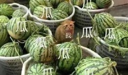 吃瓜太上头,揭秘网络热点的魅力与陷阱